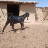 نربز