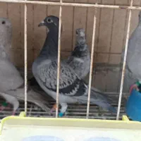 جوجه پلاکی و جوجه سینه ای|پرنده|اهواز, فولادشهر|دیوار