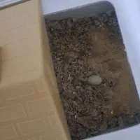 فنچ کینگ|پرنده|پاکدشت, پاکدشت (مامازند)|دیوار