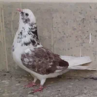 یک جفت کبوتر تهرانی|پرنده|اصفهان, سرچشمه|دیوار