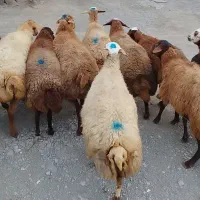 قوچ و گوسفند بره دار و دامازیغ