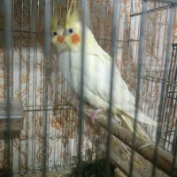 فروش جفت عروس لوتینو چشم شرابی|پرنده|اهواز, کوی رمضان|دیوار