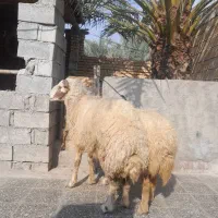 خروف و نعیه مضرع