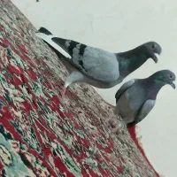 جفت سبز نر|پرنده|زابل, |دیوار