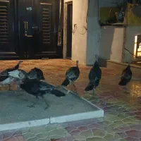 بوقلمون ۲ماهه برنز