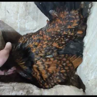 تخم نطفه دار گلین