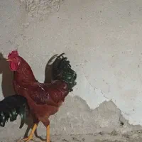 خروس بزرگه دوتاشون یکساله  دوتا خروس کوچیکه ۶ماه