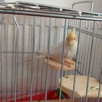 فروش دوتاعروس هلندی نرسخنگو|پرنده|اصفهان, گرکان|دیوار