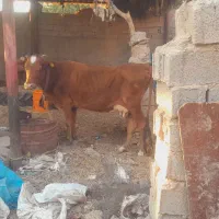 ۲گاو.   وگوساله ماده