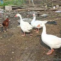 فروش حیوانات خانگی