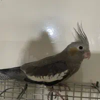 عروس هلندی|پرنده|فردیس, شهرک وحدت|دیوار