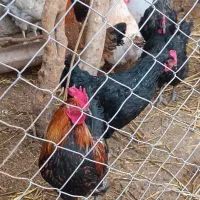 مرغ رسمی|حیوانات مزرعه|جوادآباد, |دیوار