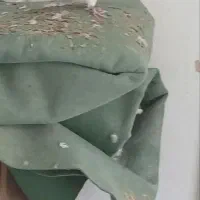 کفتر دوکت سرور