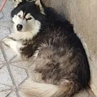 سلام هاسکی فوری