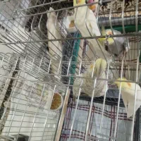 دو جفت عروس هلندی|پرنده|فردیس, فردیس|دیوار