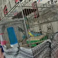 مرغ عشق|پرنده|سیرجان, |دیوار