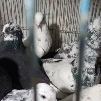 کبوتر ۱۲ عدد|پرنده|کاشان, امیرکبیر|دیوار