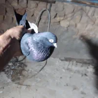 کبوتر گرفتنی|پرنده|قم, ولیعصر|دیوار