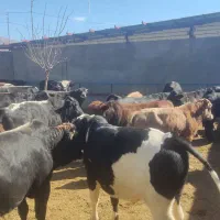 ۲۰ راس گوساله نر چاق سرکدار کوهبنان|حیوانات مزرعه|کوهبنان, |دیوار