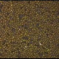 فروش ماش ارتشی درجه یک