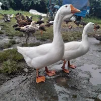 قوغاز اصل اوکراینی