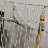 عروس هلندی آلبینو ماده بالغ