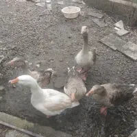 غاز محلی گوشتی|حیوانات مزرعه|رشت, استقامت ۱|دیوار