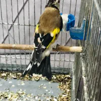 جوجه سهره رسمی گردن کلفت عطیقه|پرنده|پاکدشت, حصار امیر|دیوار