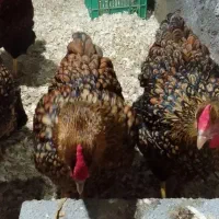 تخم مرغ نطفه دارزینتی|حیوانات مزرعه|شیراز, شیخ علی چوپان|دیوار