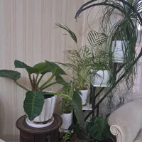 استند به همراه گل