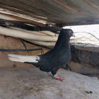 سیاه دم سفید نر