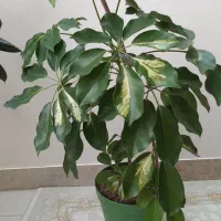 ۵عدد گل و گلدان طبیعی