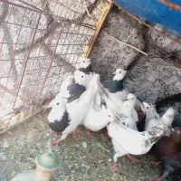 کبوتر طوقی قیمت مفت