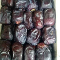 خرما ربی و مضافتی برای شیر گیری|خوردنی و آشامیدنی|رشت, فلسطین|دیوار