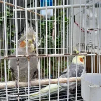 عروس هلندی|پرنده|لاهیجان, آهندان|دیوار