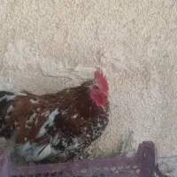 مرغ برهما بلک متلد، خروس کوشین پورسلن، مرغ ویاندوت|حیوانات مزرعه|هشتگرد, خور|دیوار