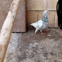 کفتر سار سرور نر و ماده سرور وسار هما کاکلی نر