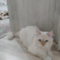 گربه پرشین بریتیش