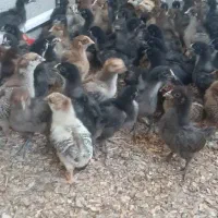 جوجه۱روزه عربی|حیوانات مزرعه|اهواز, بهارستان|دیوار