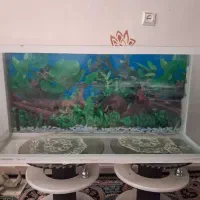 آکواریوم ماهی
