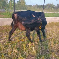 گاو دورگ محلی حامله