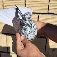 دمسفید تیپی زرنگ