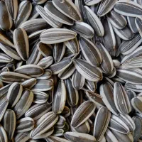 فروش عمده خشکبار،بادام.تخمه.هل.پسته