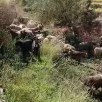 تعدادی میش و بز داشتی بختیاری اصل بفروش میرسد.|حیوانات مزرعه|لوداب, |دیوار