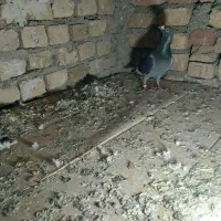 سبز|حیوانات|مشهد, صیدآباد|دیوار