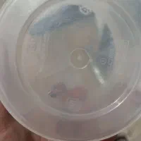 لاین خریت تره بار،کشتارگاه ،انبار نفت سراسره تهران|خدمات پذیرایی، مراسم|تهران, امام خمینی|دیوار