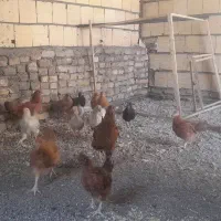جوجه مرغ|حیوانات مزرعه|مشهد, نیزه|دیوار
