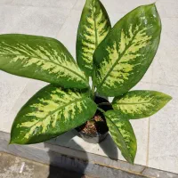 گل طبیعی خانگی