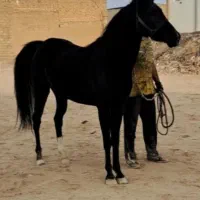 کره مادیان مشکی