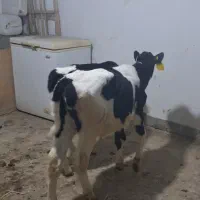 گوساله نر شیری